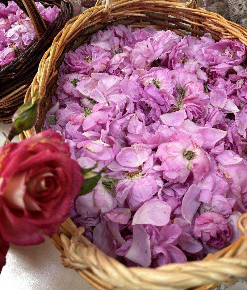 Close-up of freshly picked Rosa Damascena petals in a woven basket, as part of flowers and nature tours.