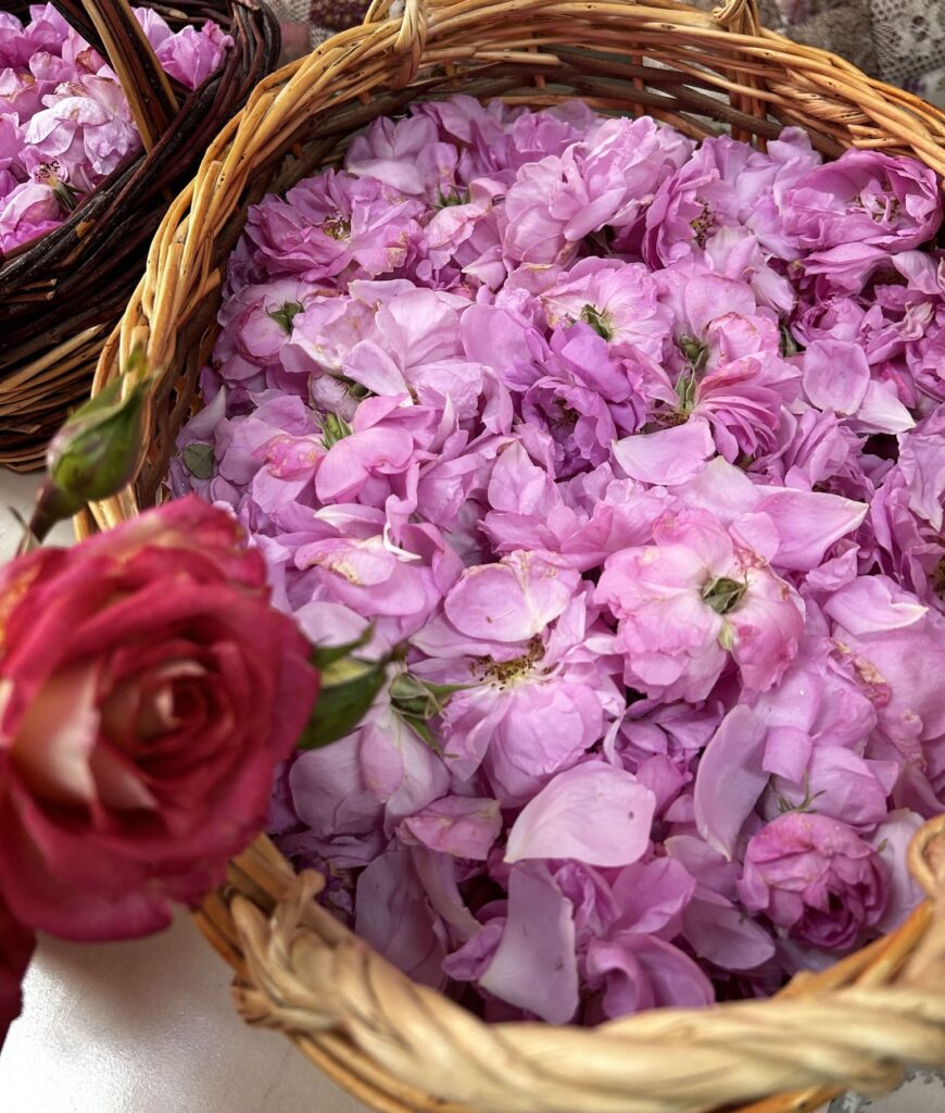 Close-up of freshly picked Rosa Damascena petals in a woven basket, as part of flowers and nature tours.