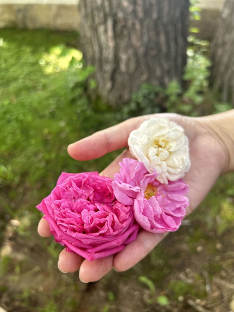 Close-up of a hand holding three rose varieties—Rosa Damascena, Rosa Alba, and Rosa Centifolia.
