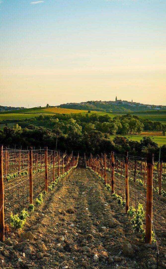Rows of vineyards at golden hour with a hilltop village in the background - Istria culinary tour scenery