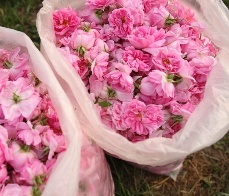 Rose harvest in the Valley of Roses – Two large containers filled with freshly picked rose petals, capturing the essence of the harvest.