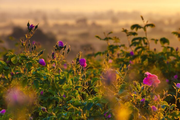 Fragrant Balkans: Valley of Roses