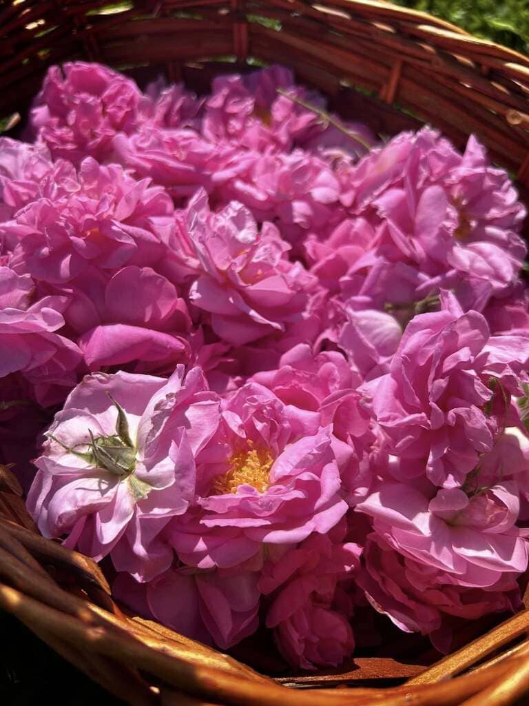 A woven basket brimming with freshly picked rose petals, their soft, velvety texture and rich pink hues capturing the essence of the harvest.