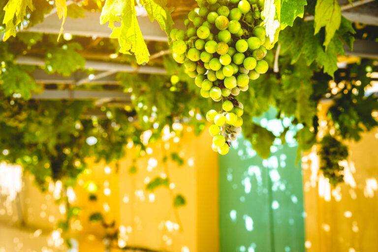 Photo of a ripe grapevine in Northern Greece, set against a warm yellow house background.