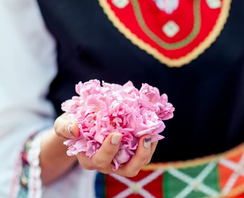 Woman dresssed in traditional attire holding rose petals in her hand amidst the fields of Bulgaria's Rose Valley.