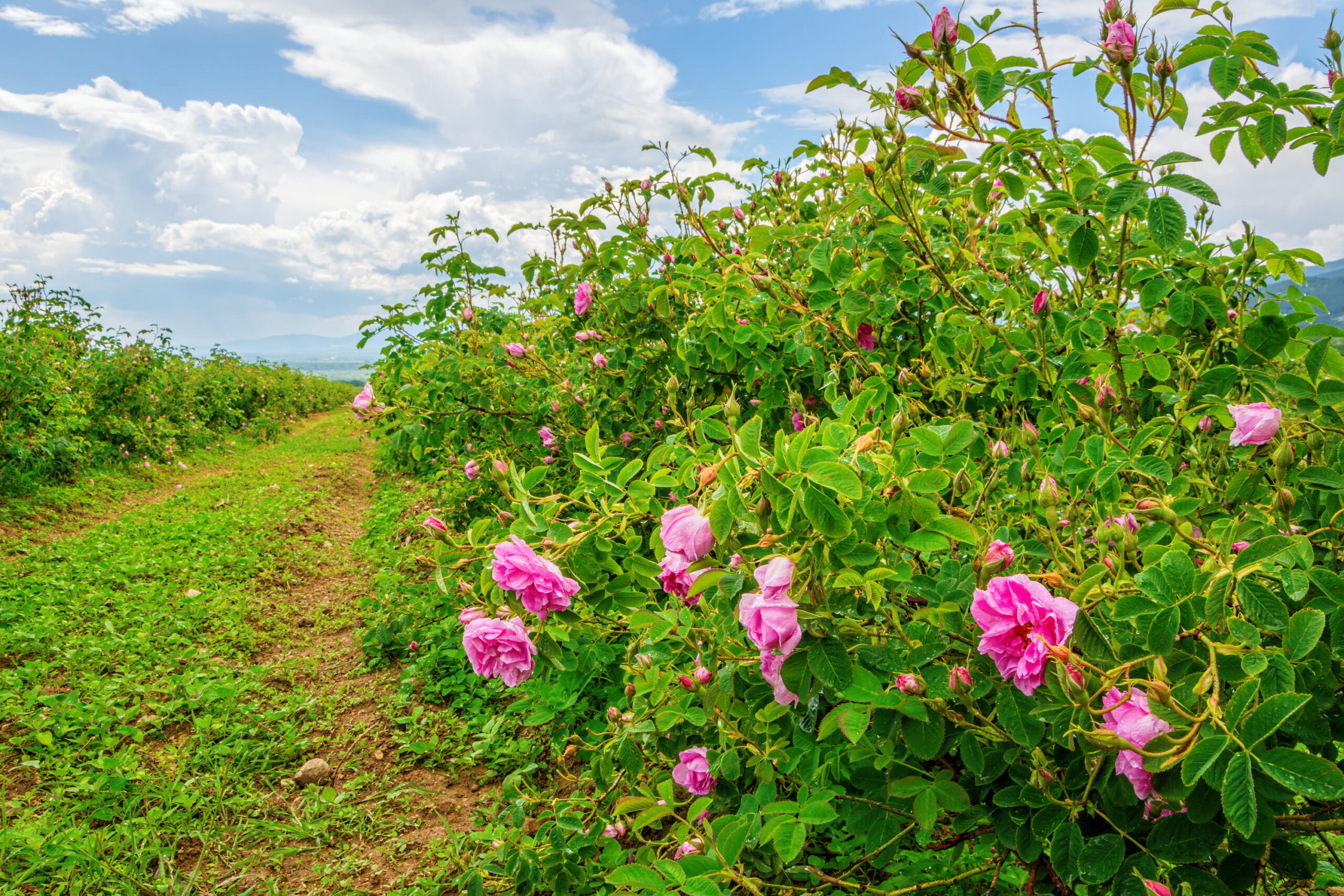 The Rose Fields in Bulgaria's Rose Valley in May - lush, green and with fully blooming roses