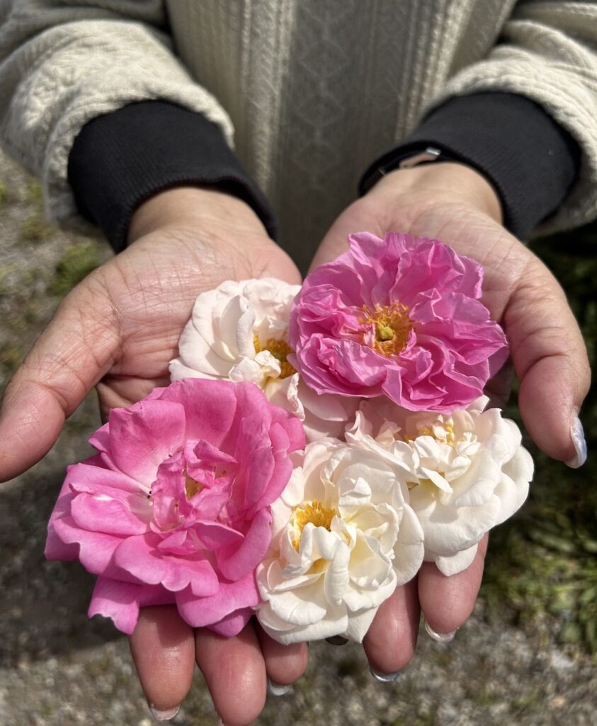 A woman's hand gently cradles freshly picked rose petals in varying shades of pink and white.