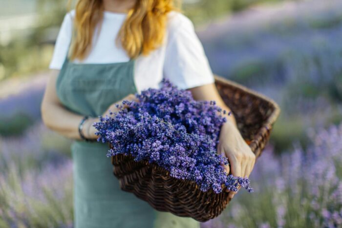 One-Day Lavender Fields and Festival Tour in Bulgaria