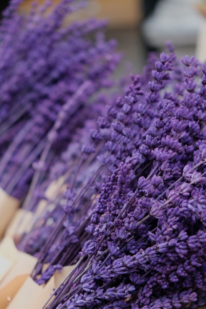 A row of lavender bouquets showcasing the beauty of summer season in the Balkans